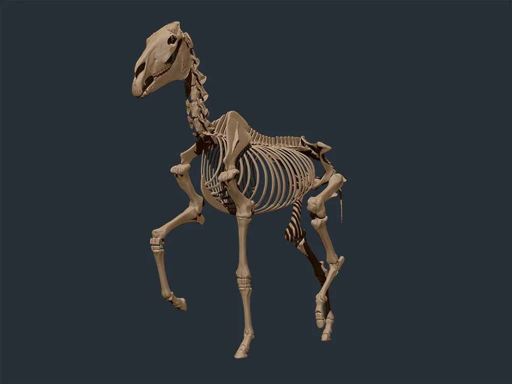 Horse_Skele_2.jpg