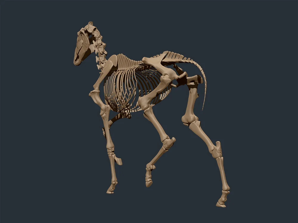 Horse_Skele_3.jpg