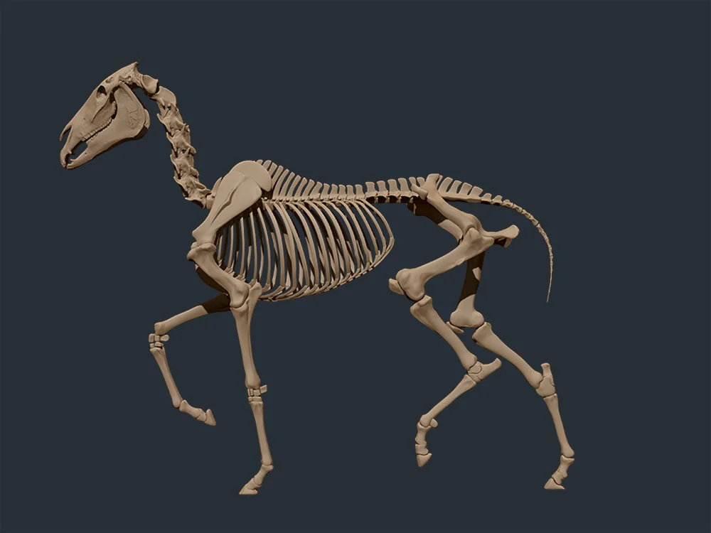 Horse_Skele_1.jpg