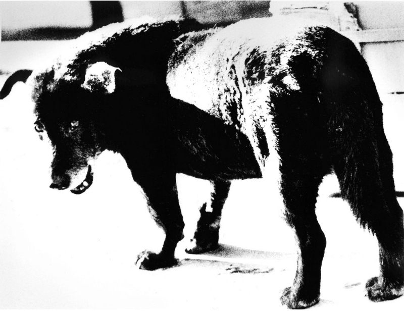 photograph by Daido Moriyama