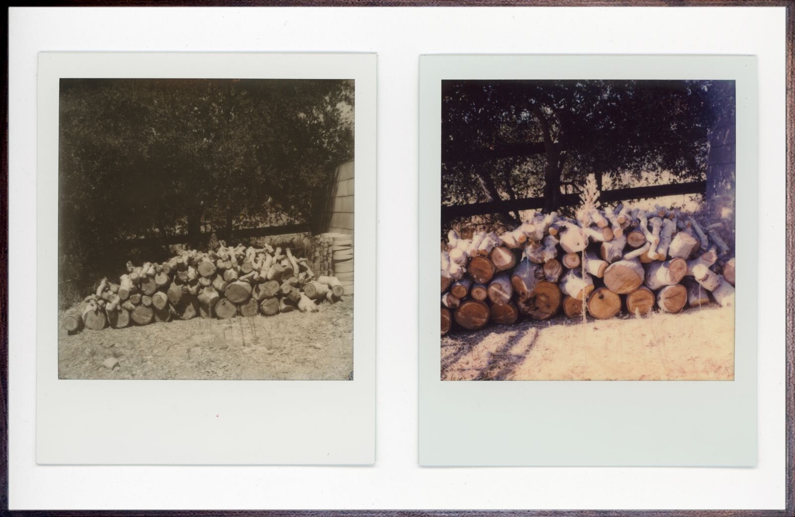  Cole Sternberg  new growth,  2020 Polaroid diptych&nbsp; 3.5” x 8” (in total) 