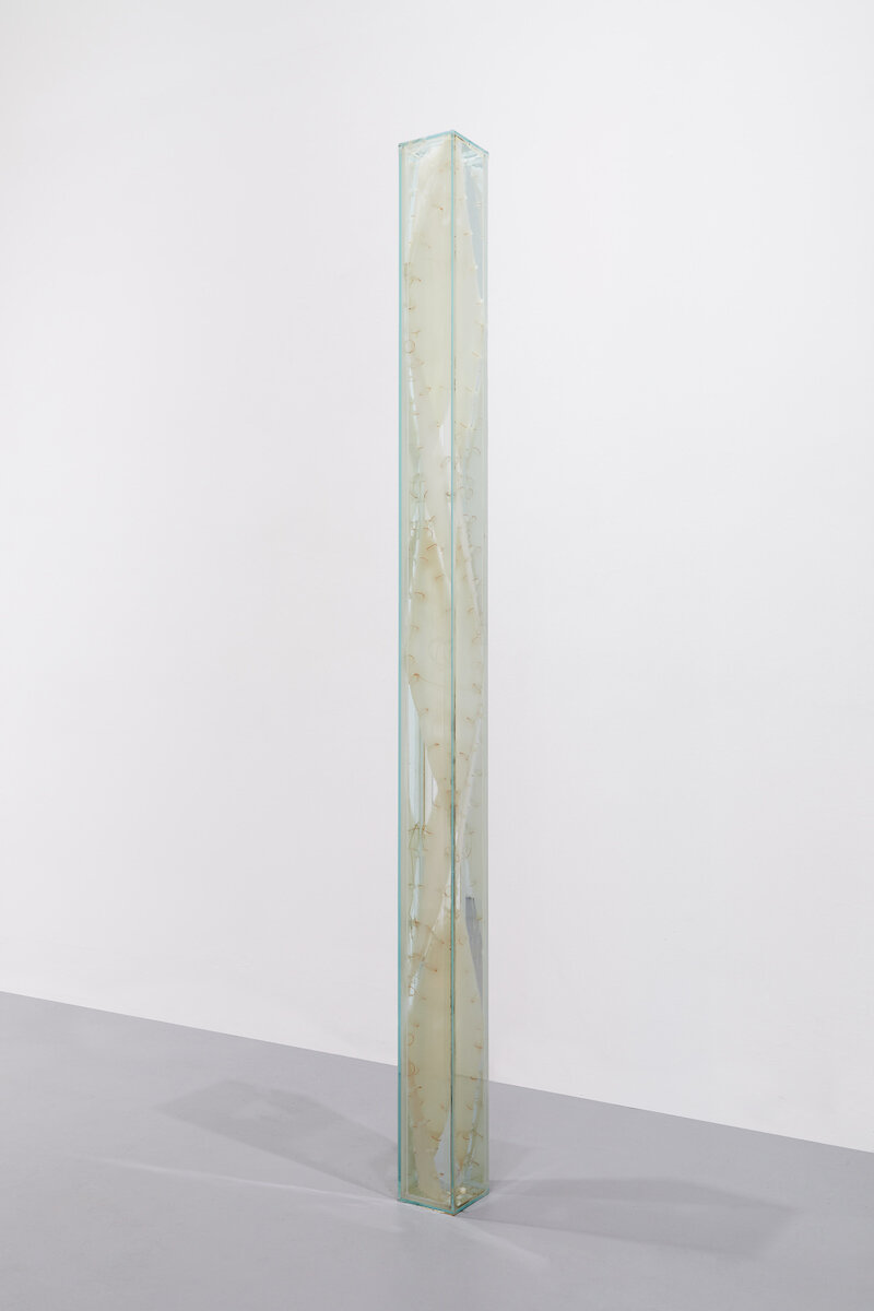  Jennifer Sirey  Indian Pipe,  1998 glass, bacteria,, monofilament, water, vinegar 72 x 4.5 x 4.5 inches 