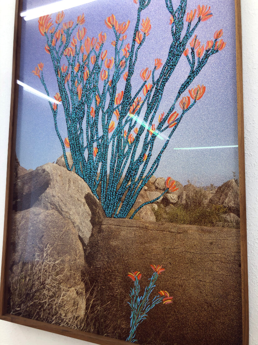  Evan Whale  Ocotillo In Spring Bloom (Anza-Borrego) , 2017/2021 Oil Pastel &amp; Chemigram On C-Print (Artist Frame, Optium Museum Acrylic)  Framed: 48.63 x 30.63 inches (124.46 x 78.74 cm 