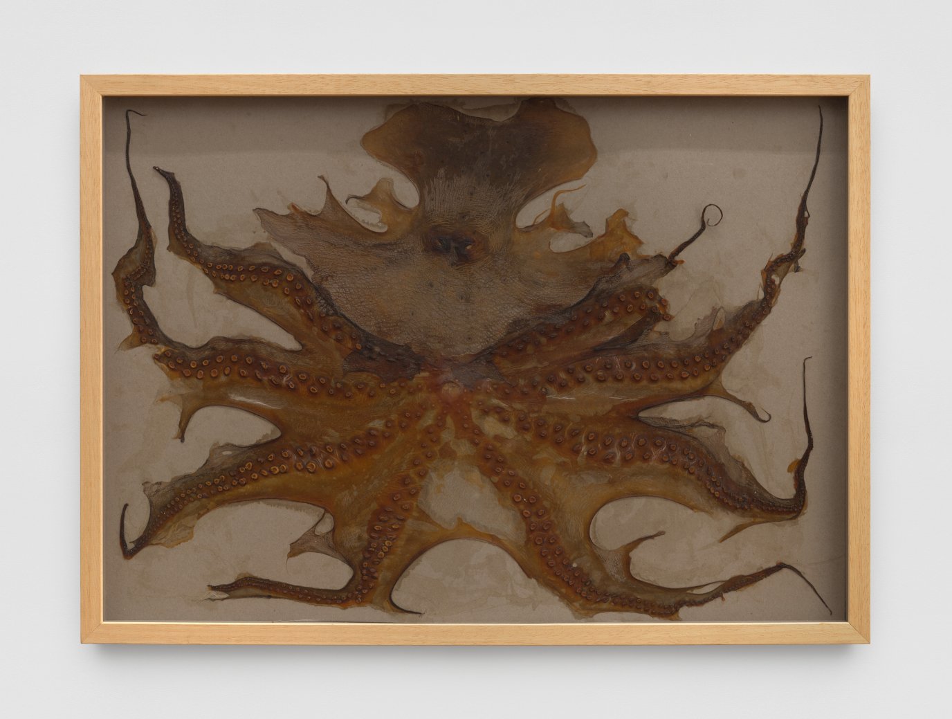  Jorge Peris  Depredador II , 2018  octopus leather on cardboard  53h x 73w cm / 20.87h x 28.74w in Courtesy of the Artist Photography credit: Shark Senesac, New Document 