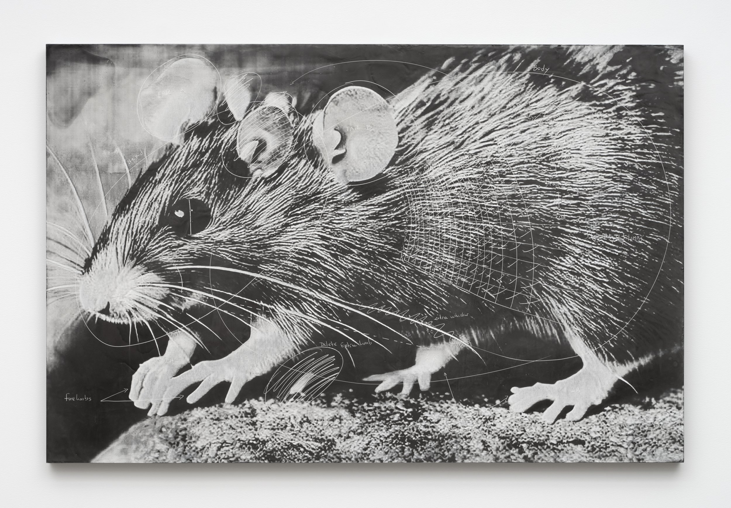  Analia Saban,  Flow Chart (Prompt Drawing: Rat) , 2023. 
