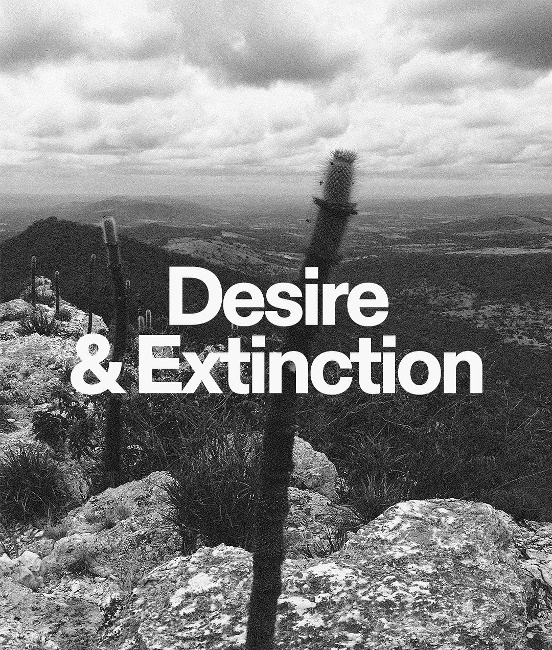 DARK MOUNTAIN 🌵In Autre&rsquo;s SS25 Desire Issue, read an interview of geographer and political ecologist Jared Marguiles who explores the intimate links between desire and extinction through the global trade in rare cacti&mdash;where beauty, obses