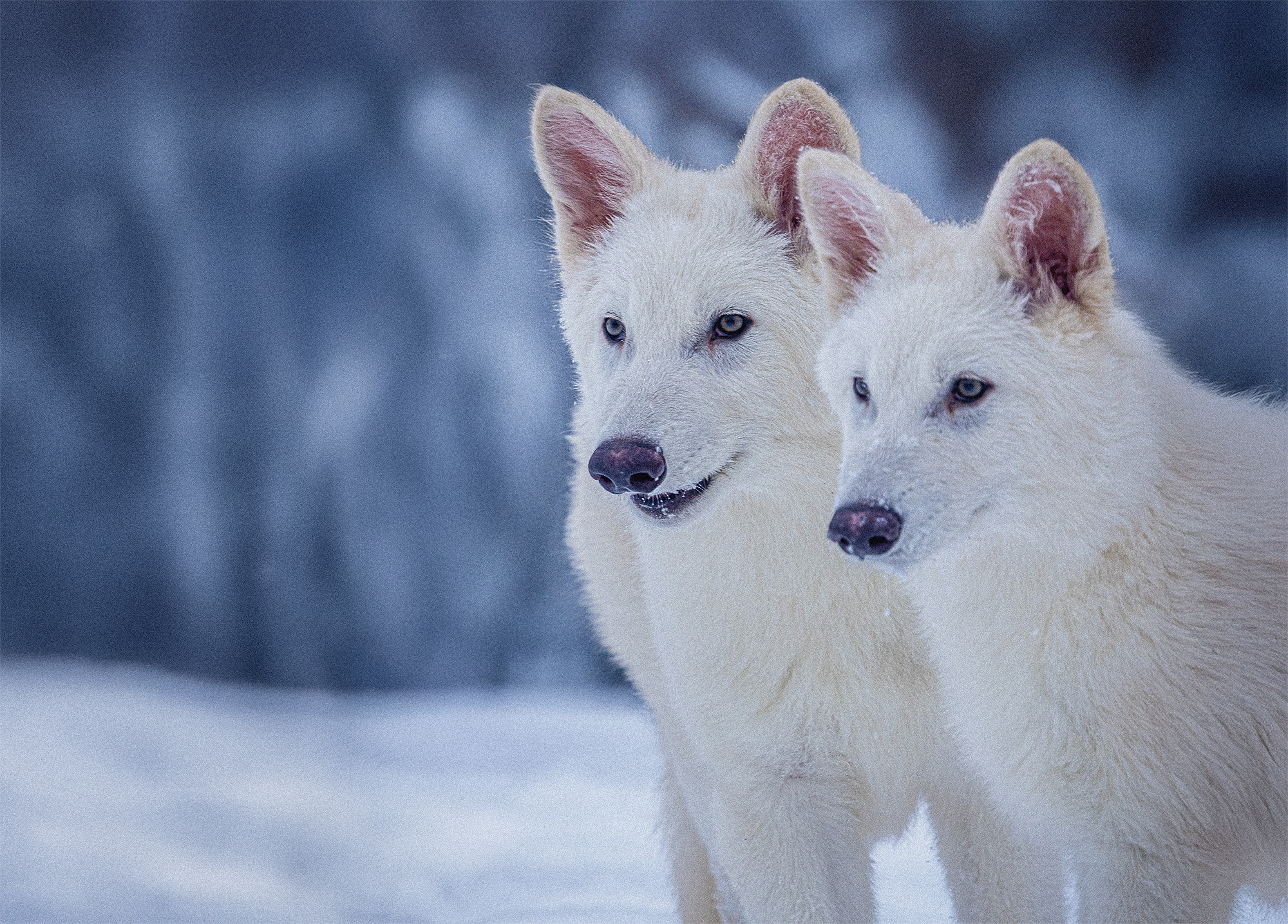 De-Extinction Report