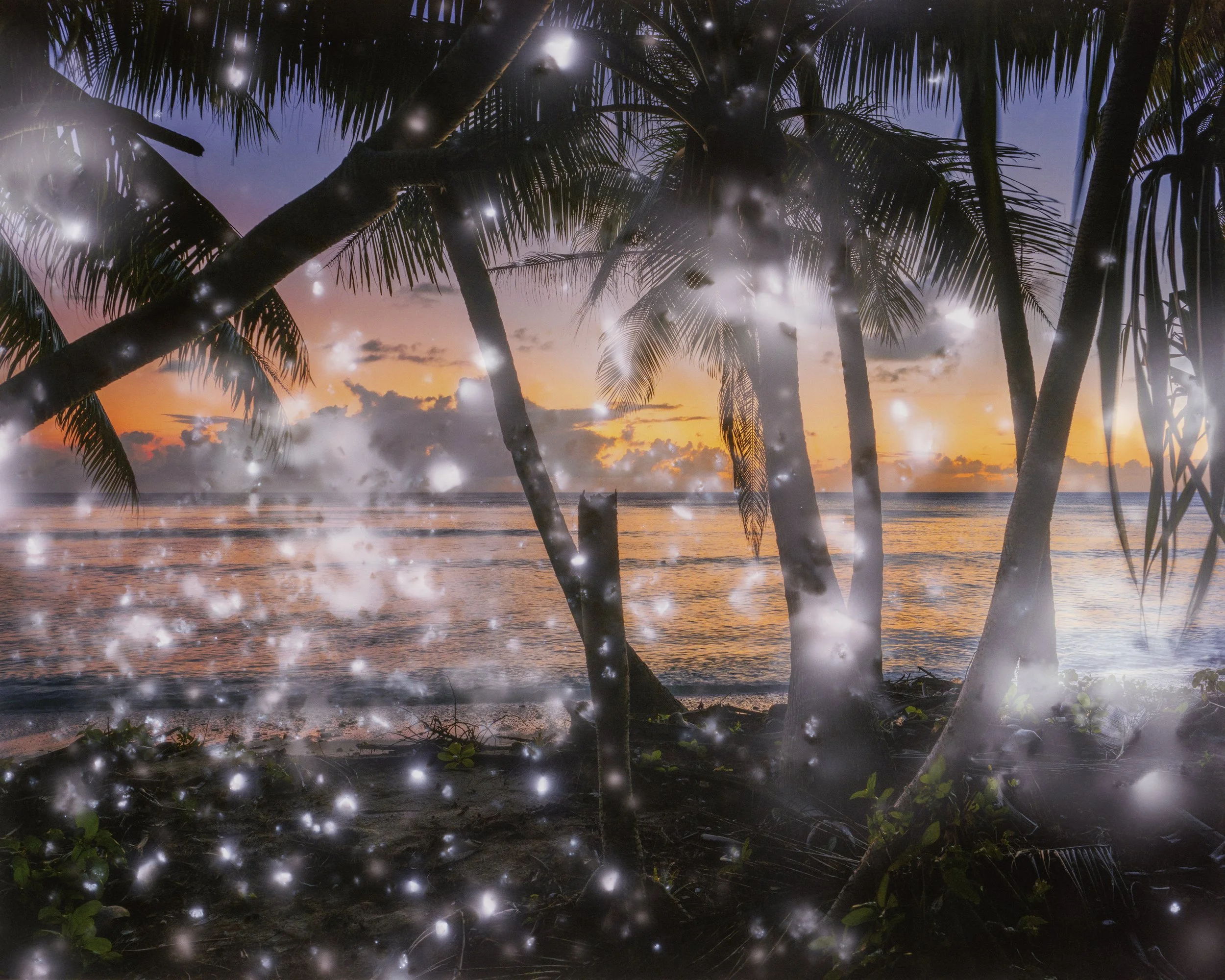 starry palm trees by the sea