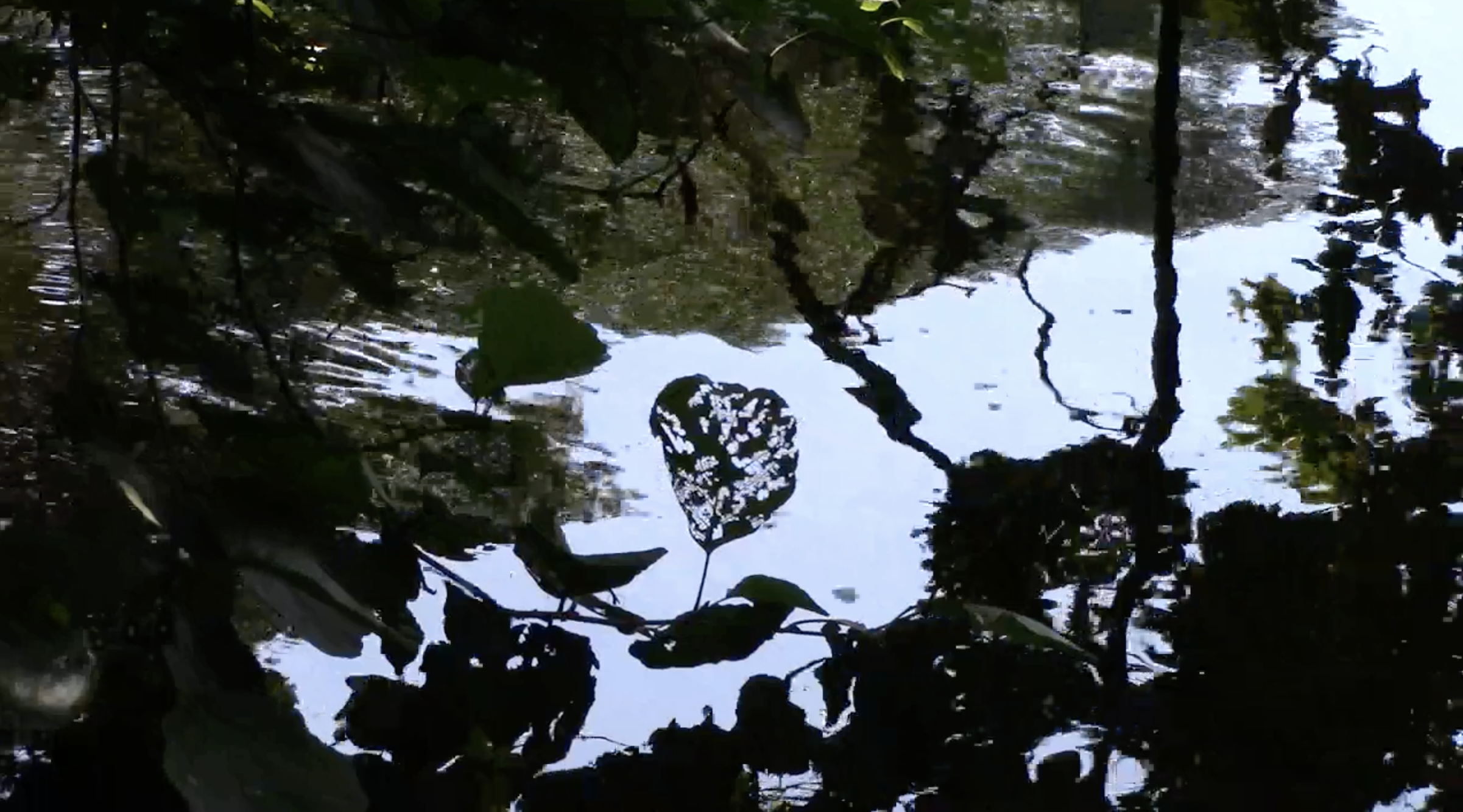 still - forest encounters - leaf skeleton.png