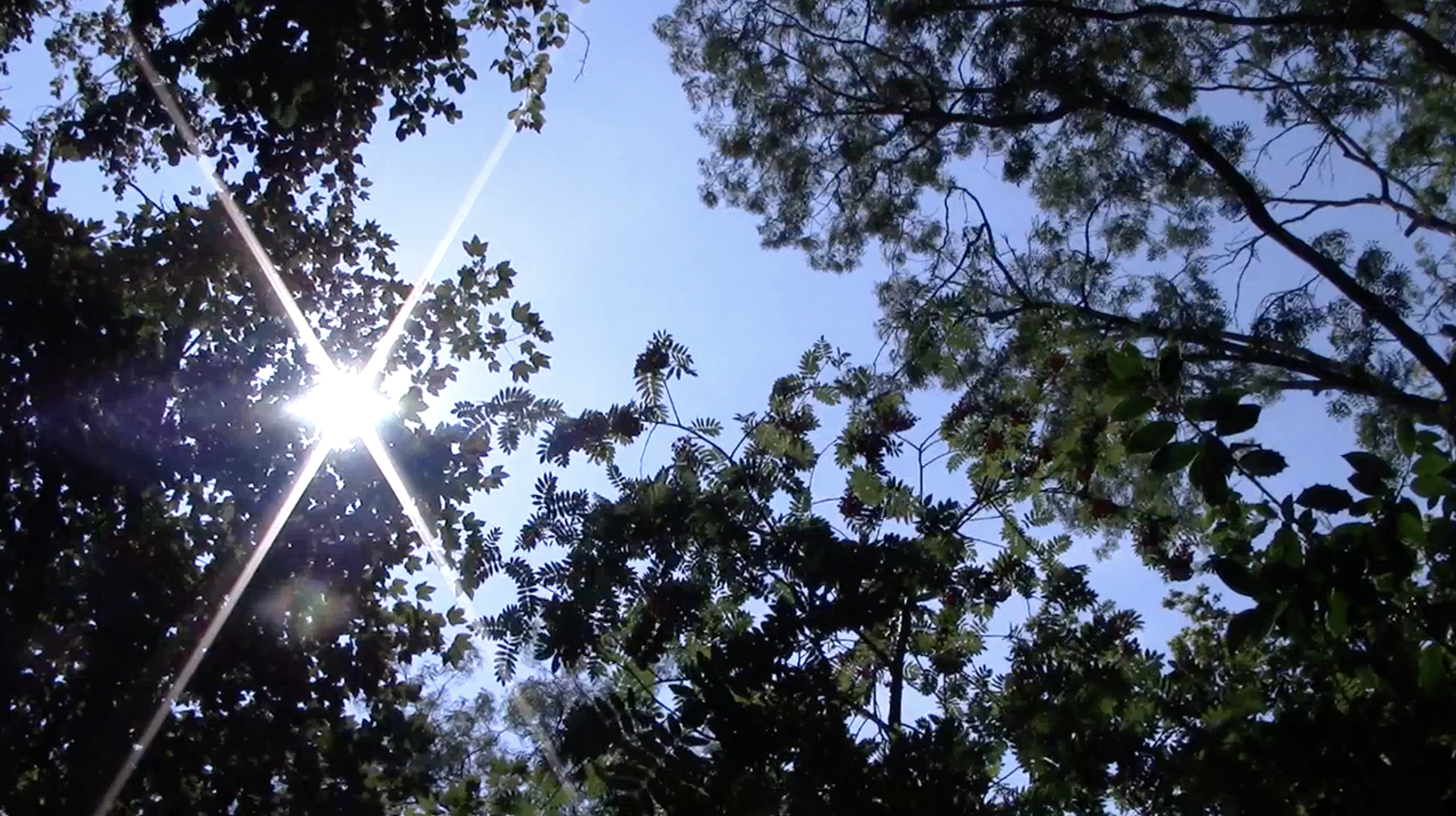 still - forest encounters - canopy sunbeams.png