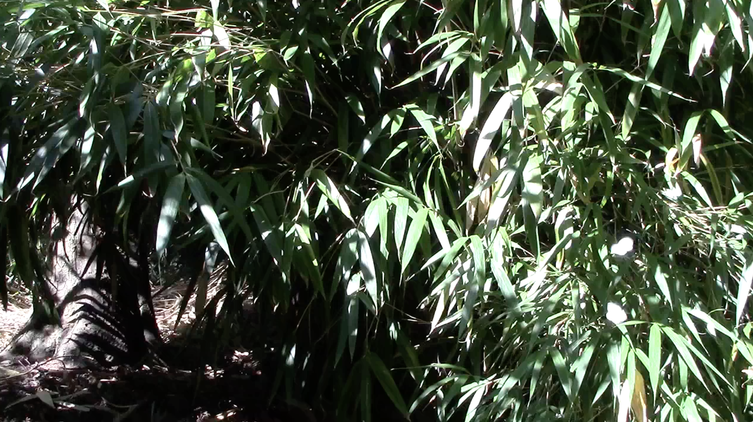 still - forest encounters - butterflies.png
