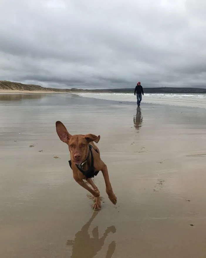 photo of Life Coach Georgie Muir’s dog Rua running on beach