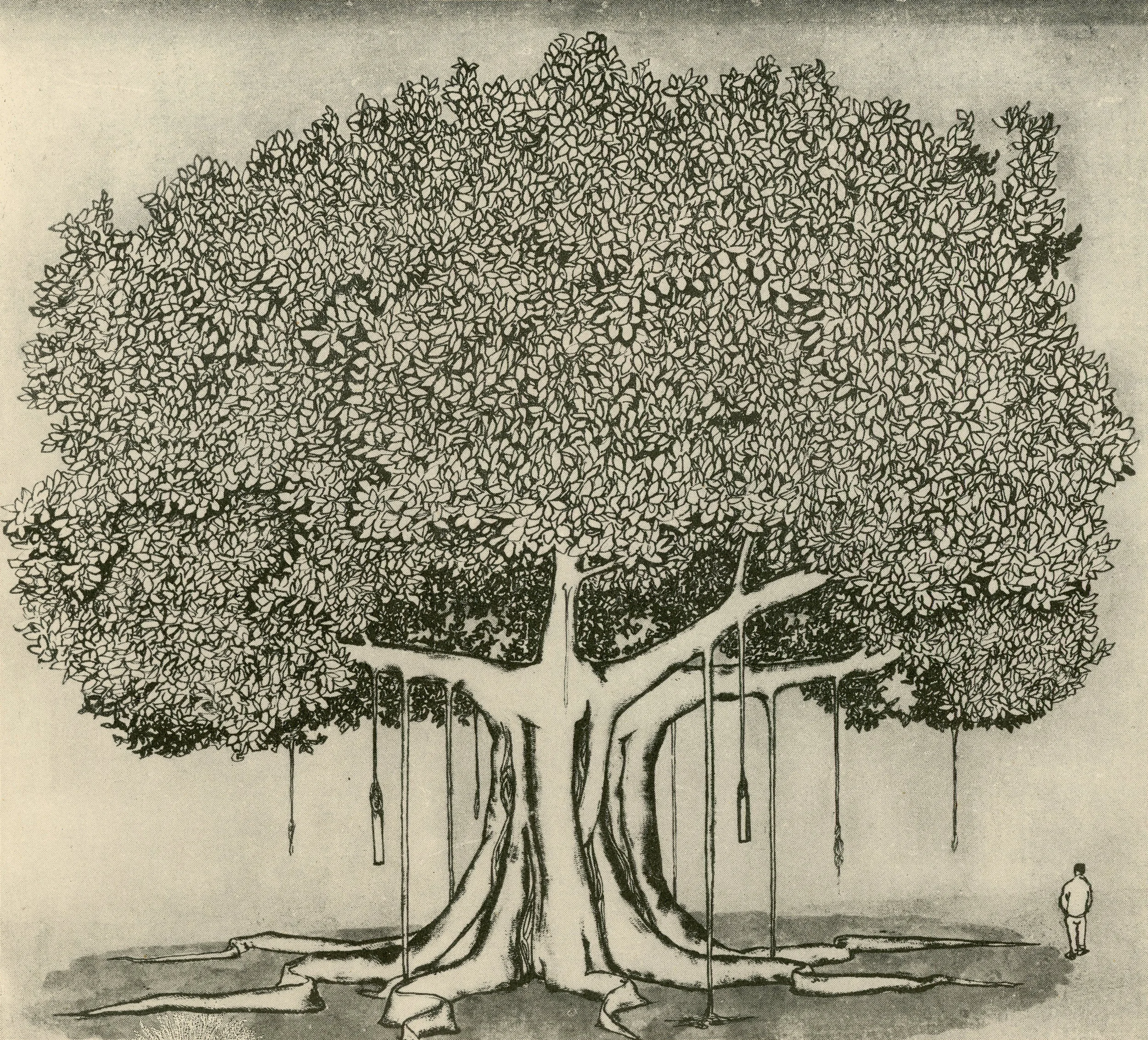 Ficus