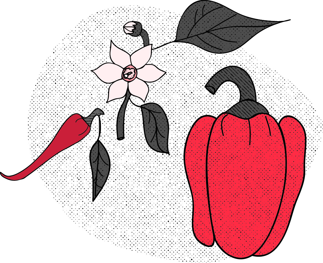 Poivron & piment, intérieur, © Virgini Bédard, 2018.