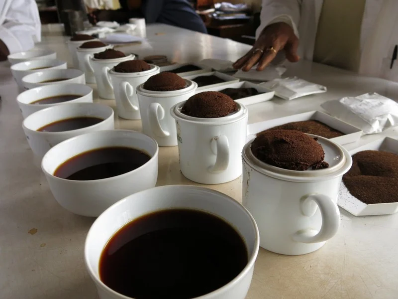 Cupping in Mulanje, photo by Travis Marshall