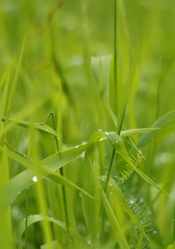grass-411859_1280.jpg