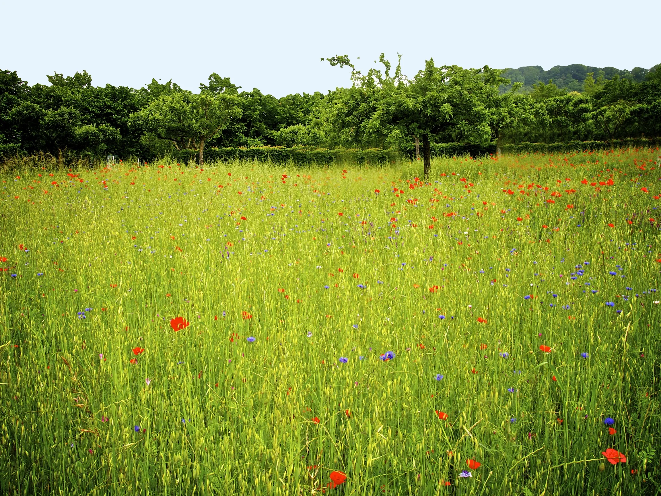 Monet - Paris 144.jpg