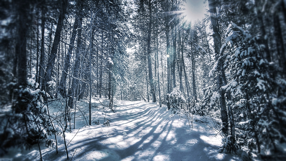 Frozen Shadows Web.jpg