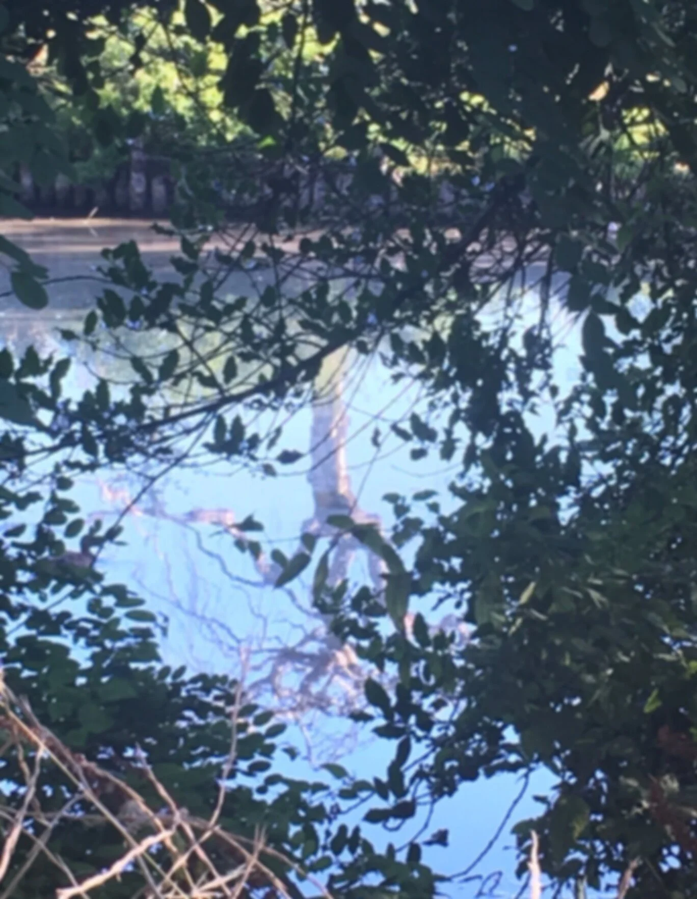 pond.jpg