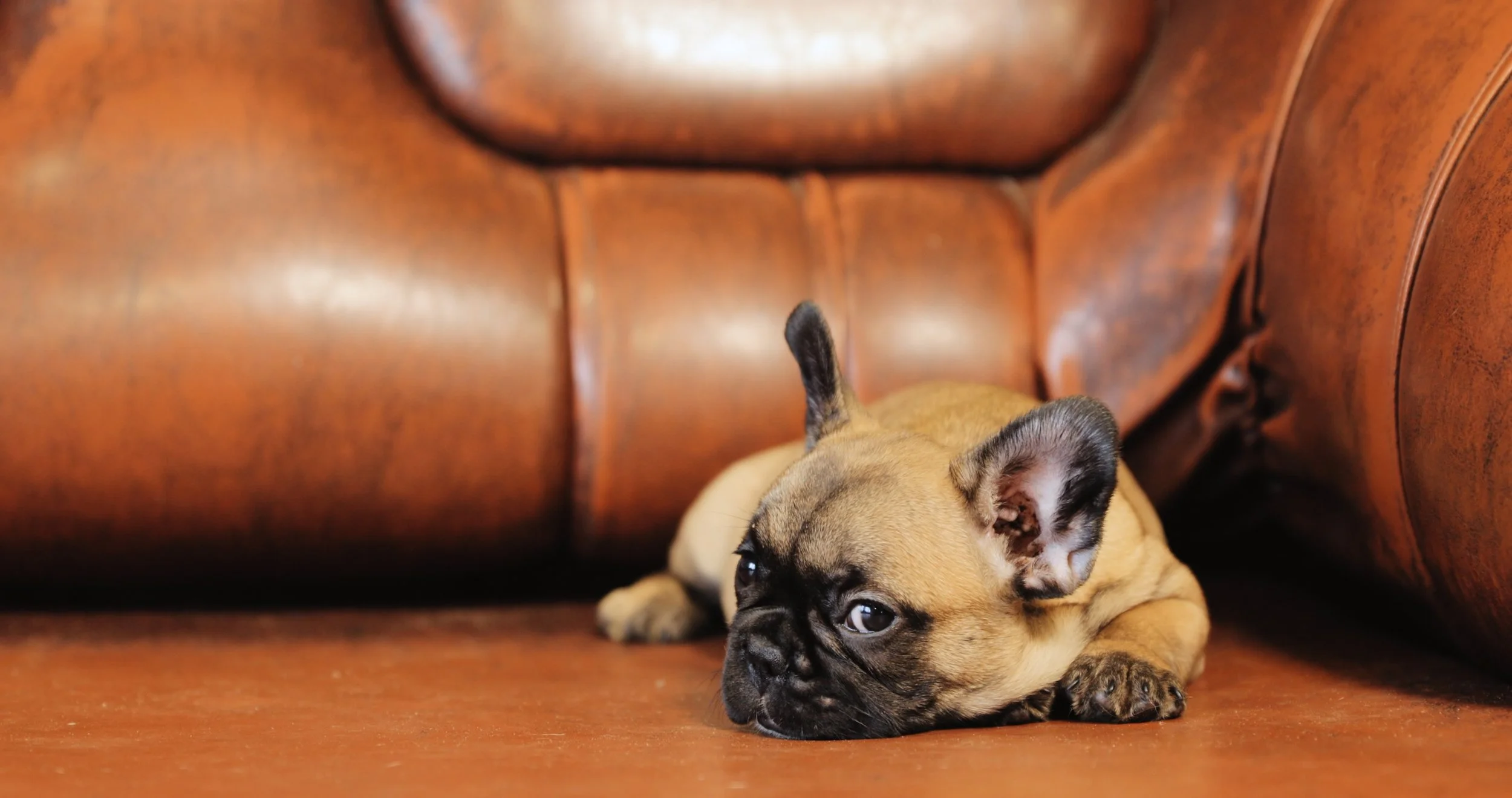 French_Bulldog_Dog_Sleep_On_A_Sofa_uhd_1584182.mp4.00_01_26_09.Still001.jpg