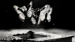 Fear Of Butterflies