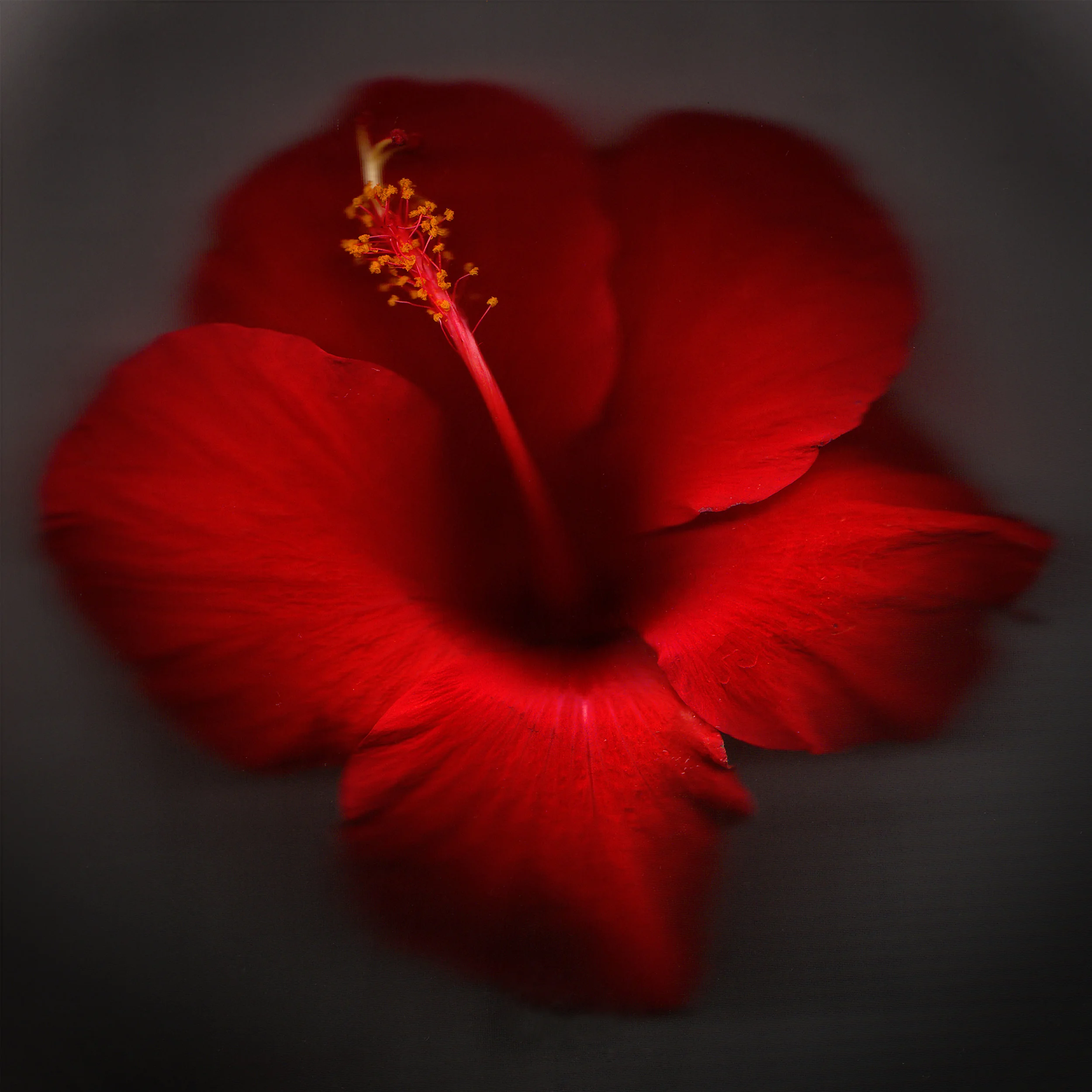 redflower_2.jpg