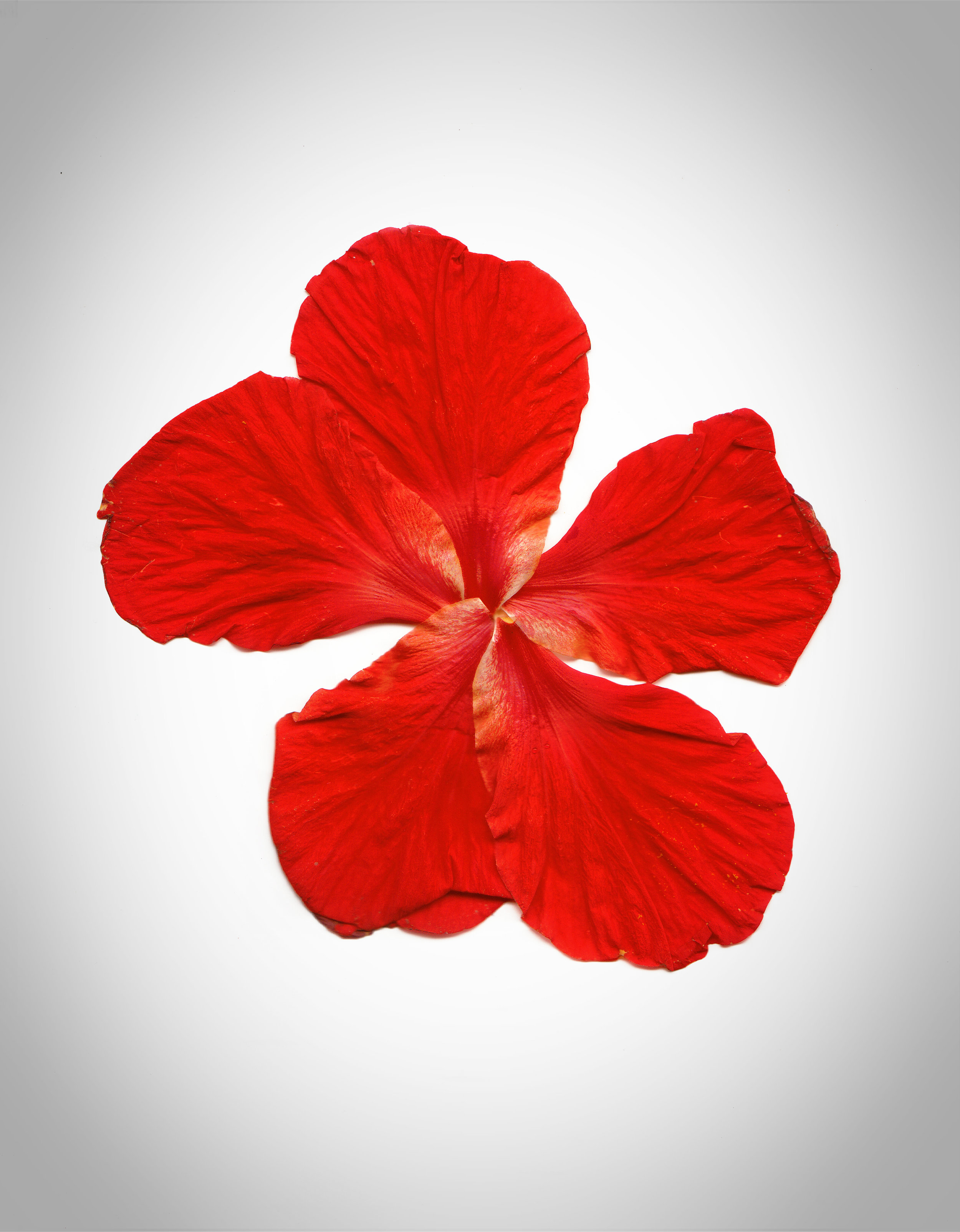 flower_3.jpg