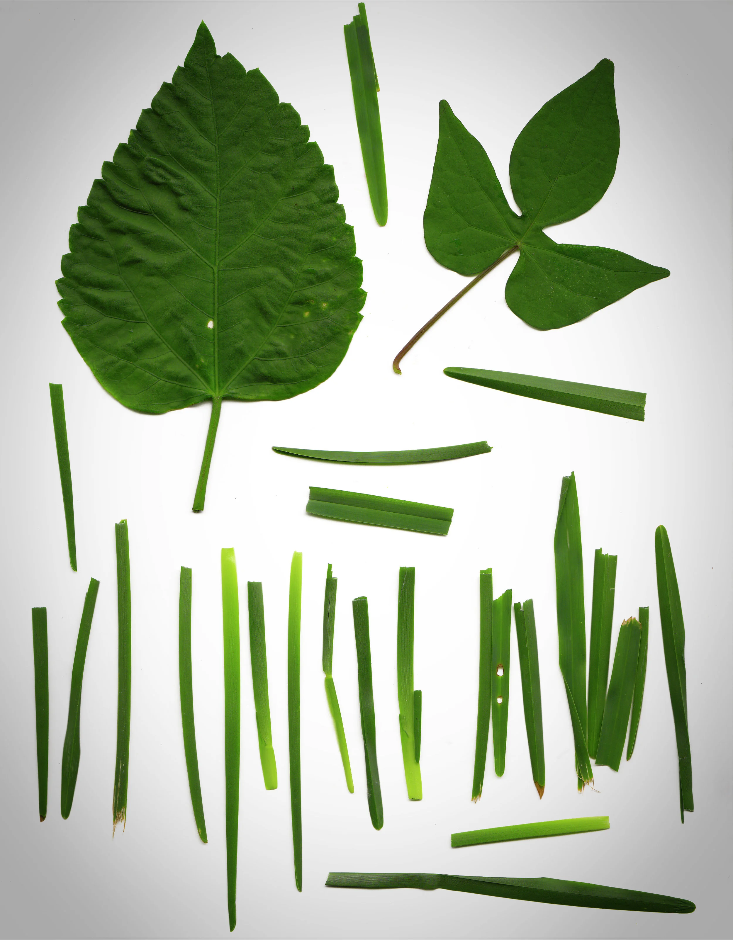 grass.jpg