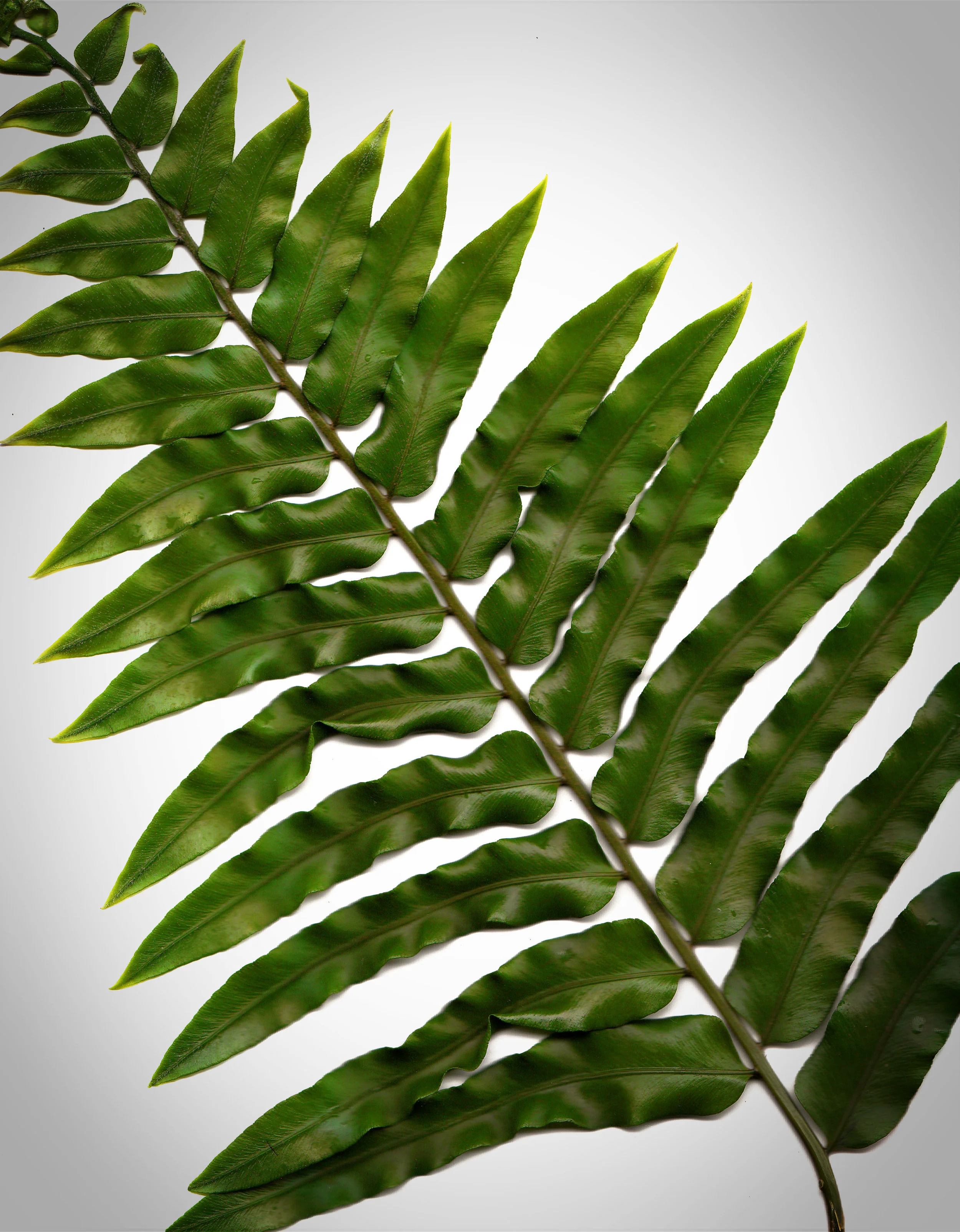 leaf.jpg