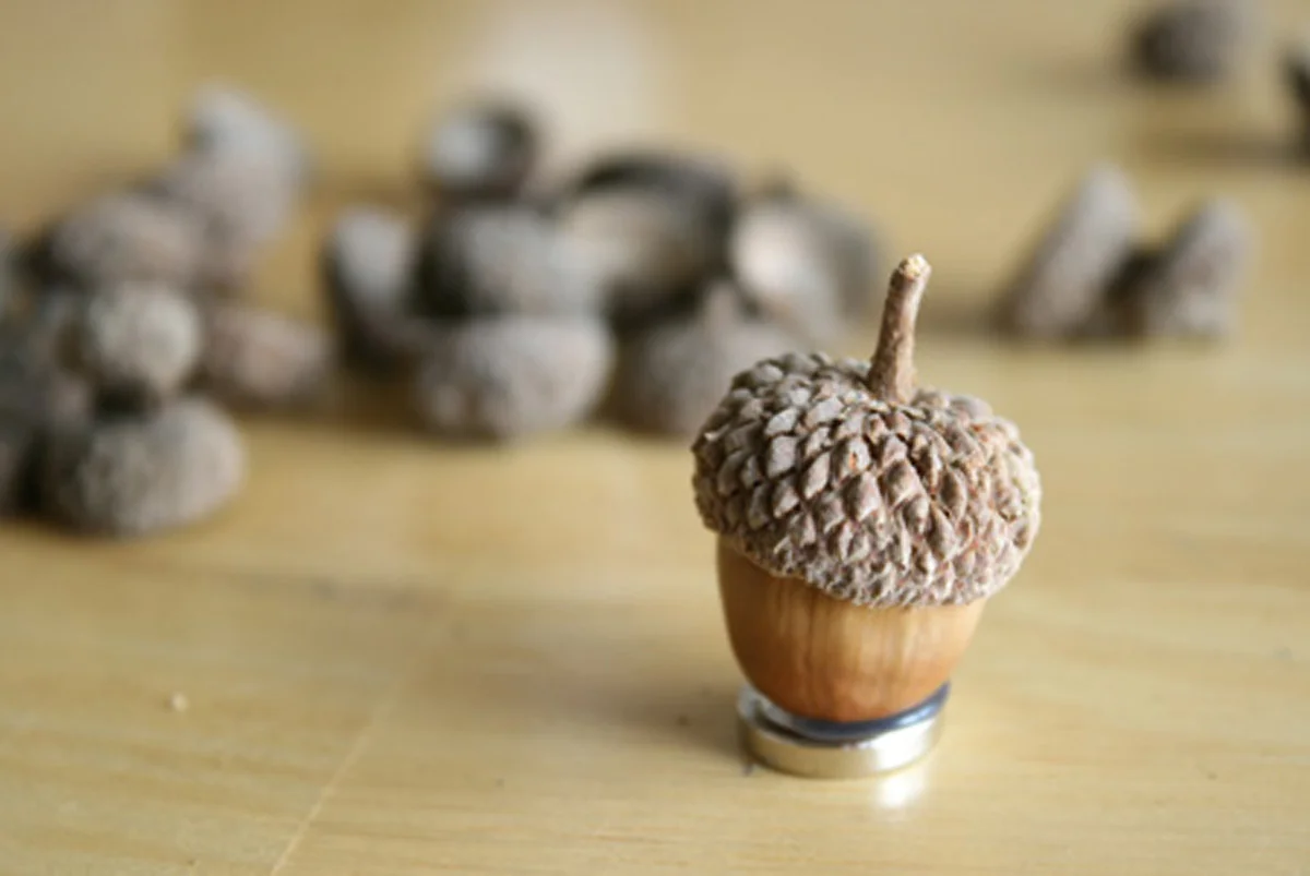 acorn-banner.jpg
