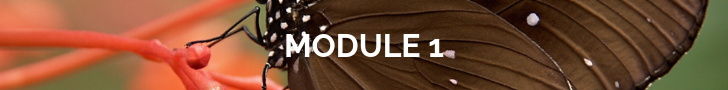 module 1 (1).png