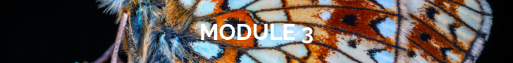 module 3.png