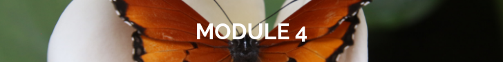 module 4.png
