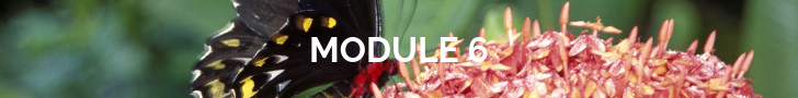 module 6.png