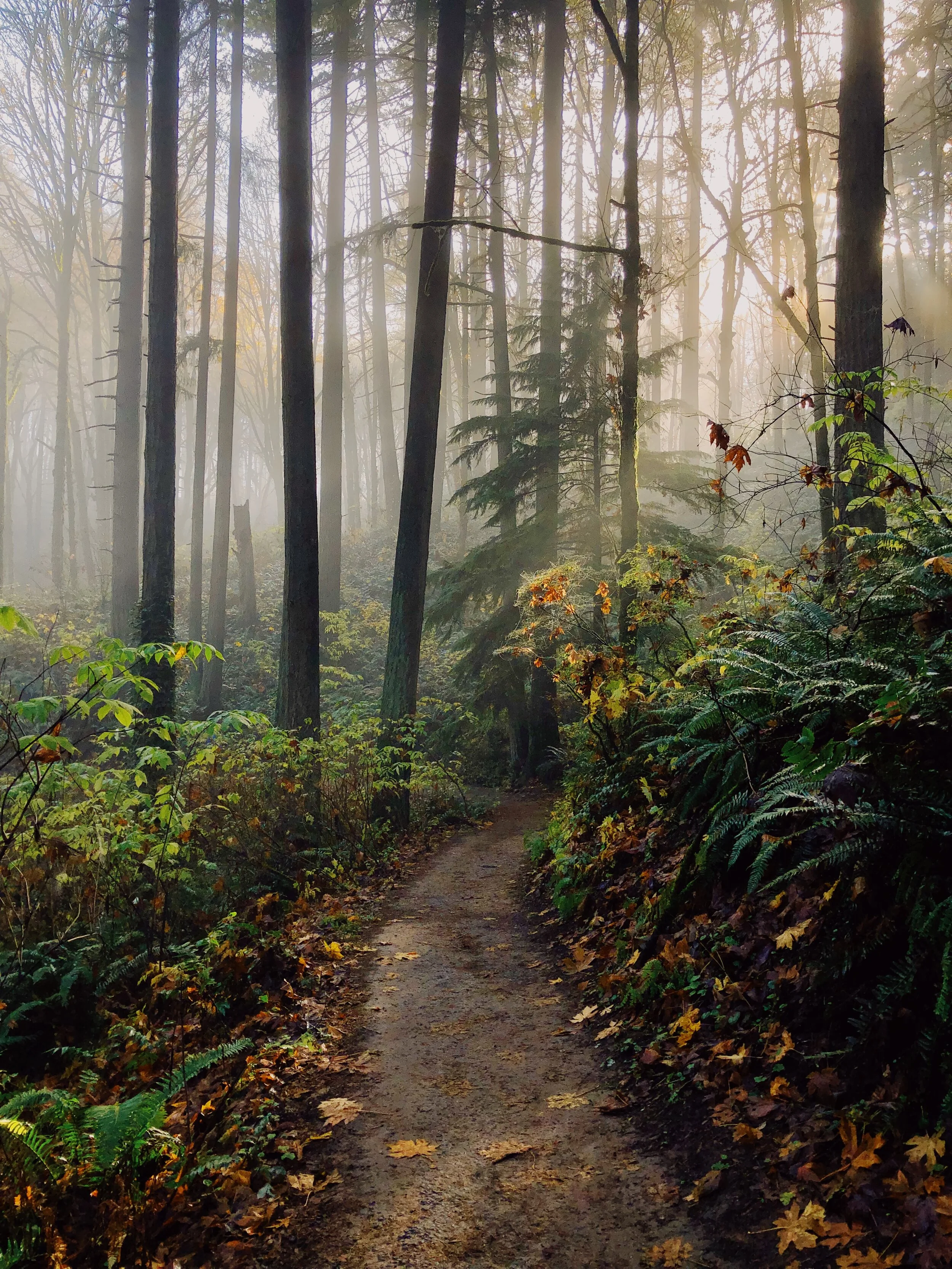 ForestPark.JPG