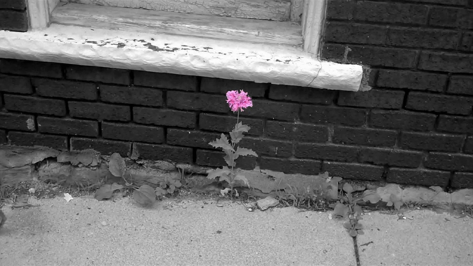 growing alone