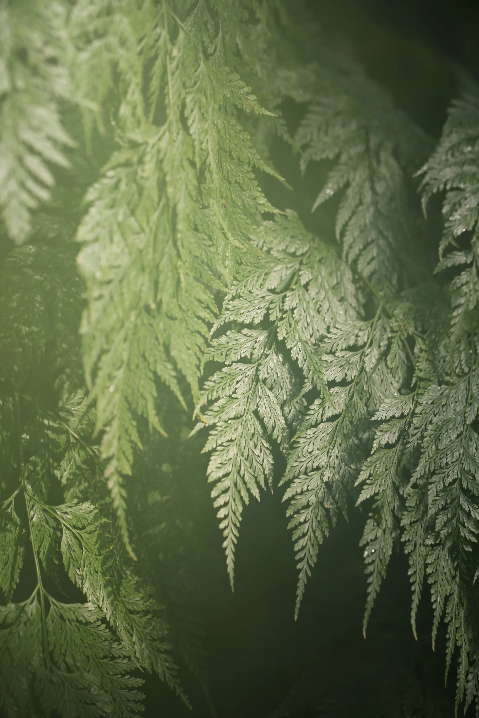 untitled (1 of 2).jpg