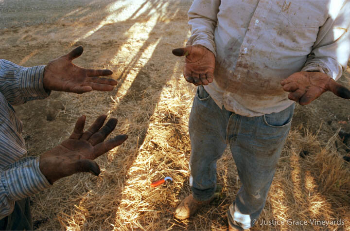 TB Vineyard Workers' Hands -1.jpg