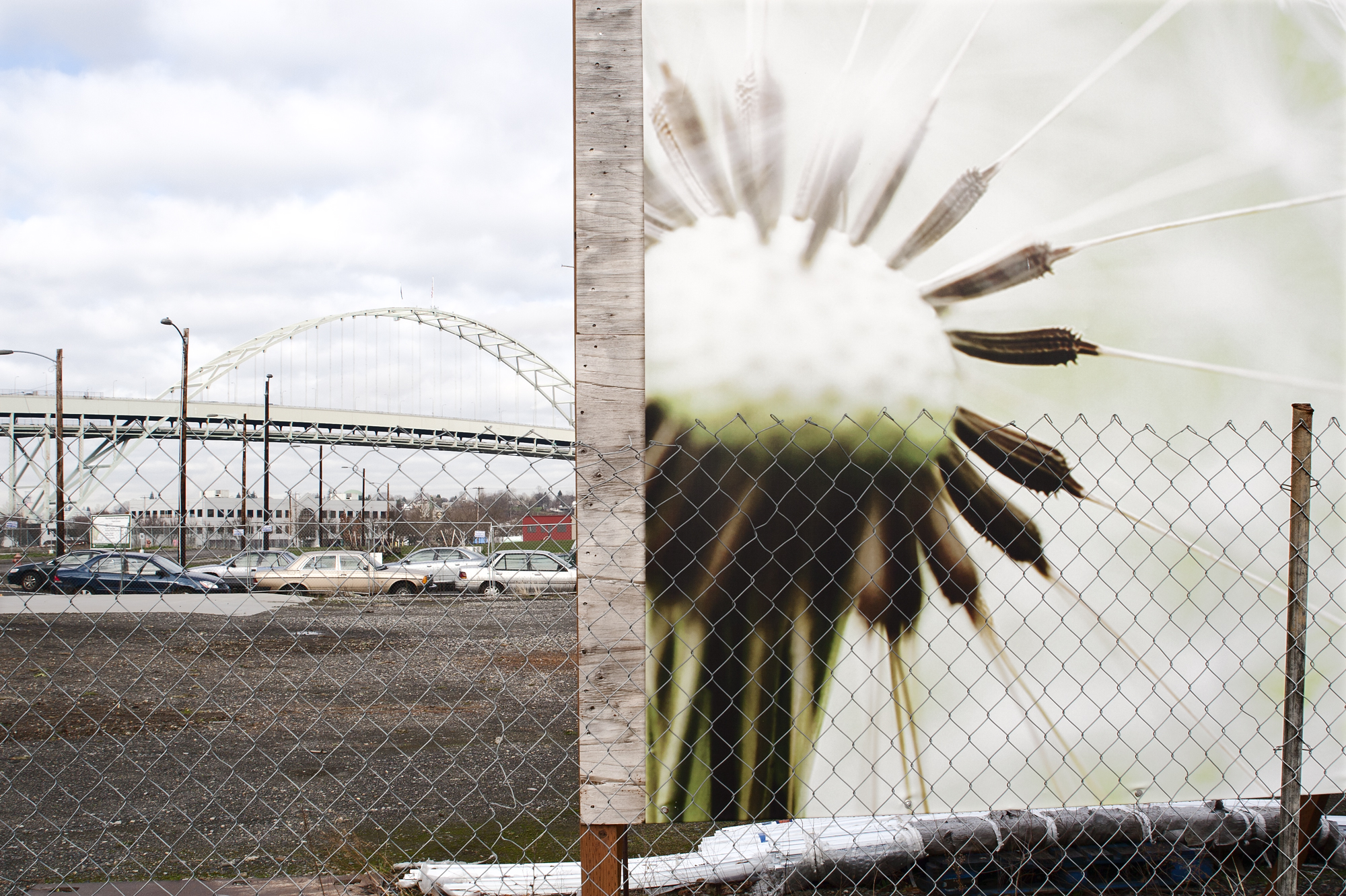 fremont_bridge_and_dandelion_web.jpg