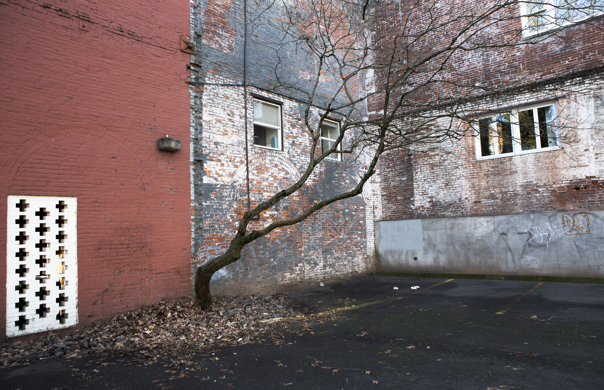 red_and_blue_wall_with_tree_parking_lot_SW_portland_web.jpg