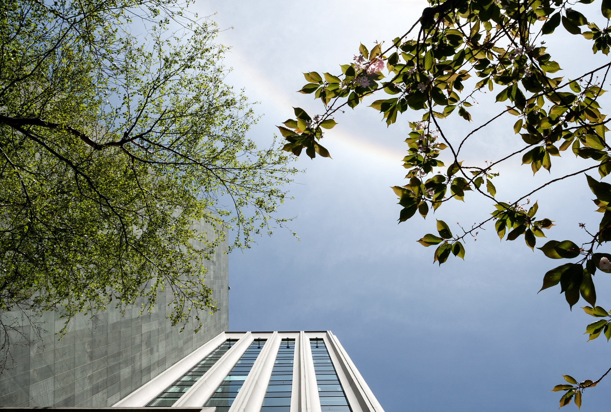 looking-up-at-union-bank-tower-with-trees-and-sun-corona-working-edit-final-web-.jpg