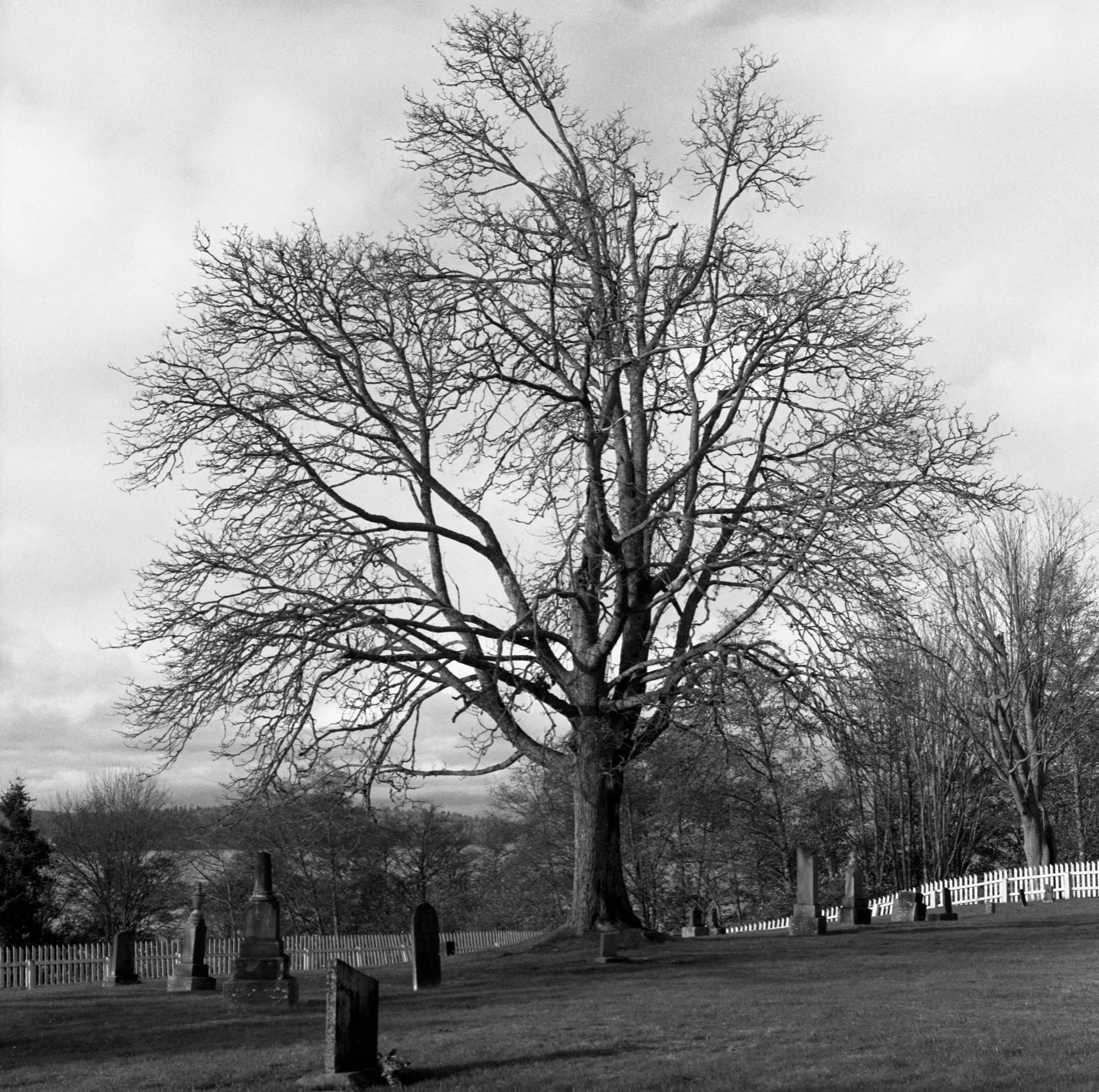 cemetary-in-washington-.jpg