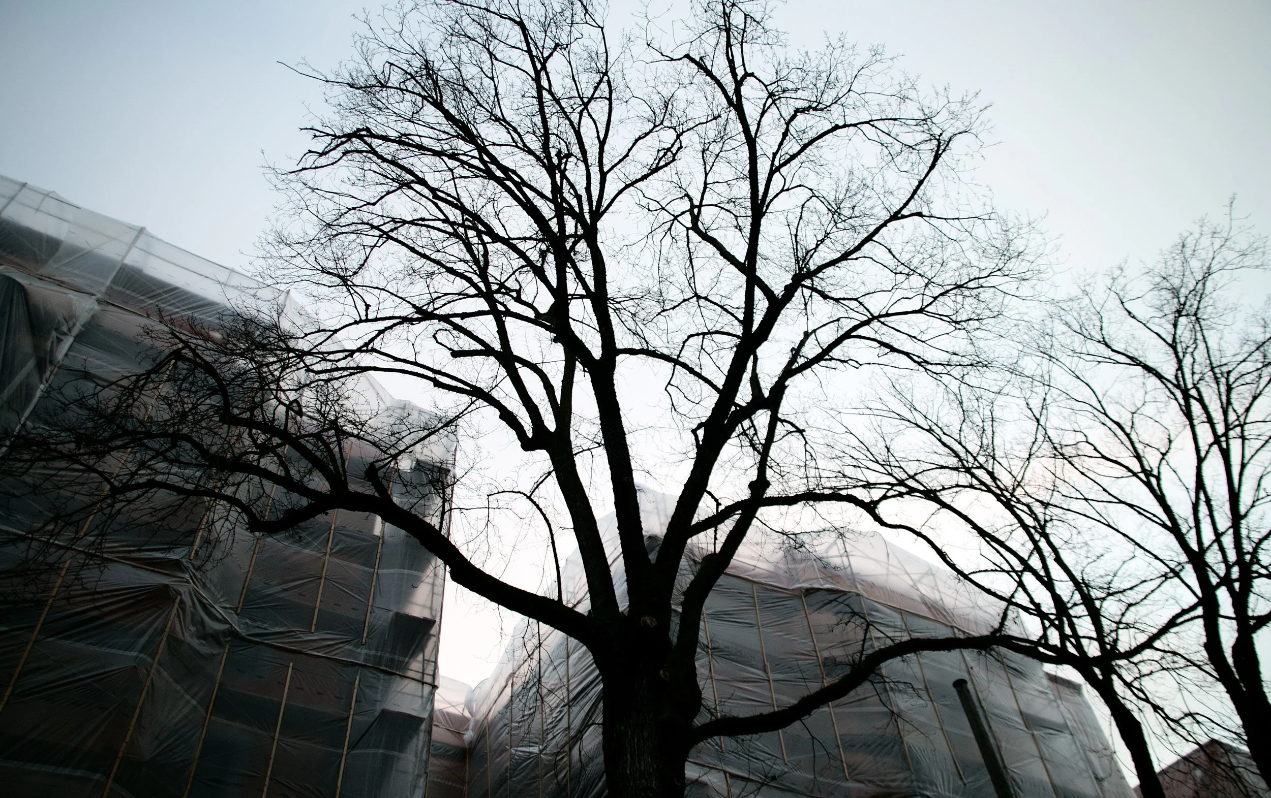 Large-Trees-In-Front-Of-Two-Buildings-With-Plastic-Draping-.jpg
