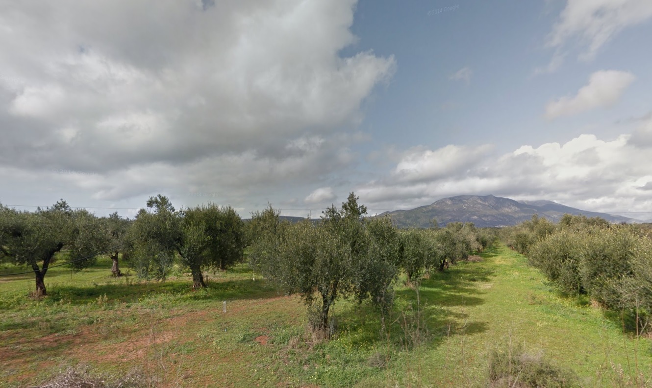 Our Family's Olive Groves
