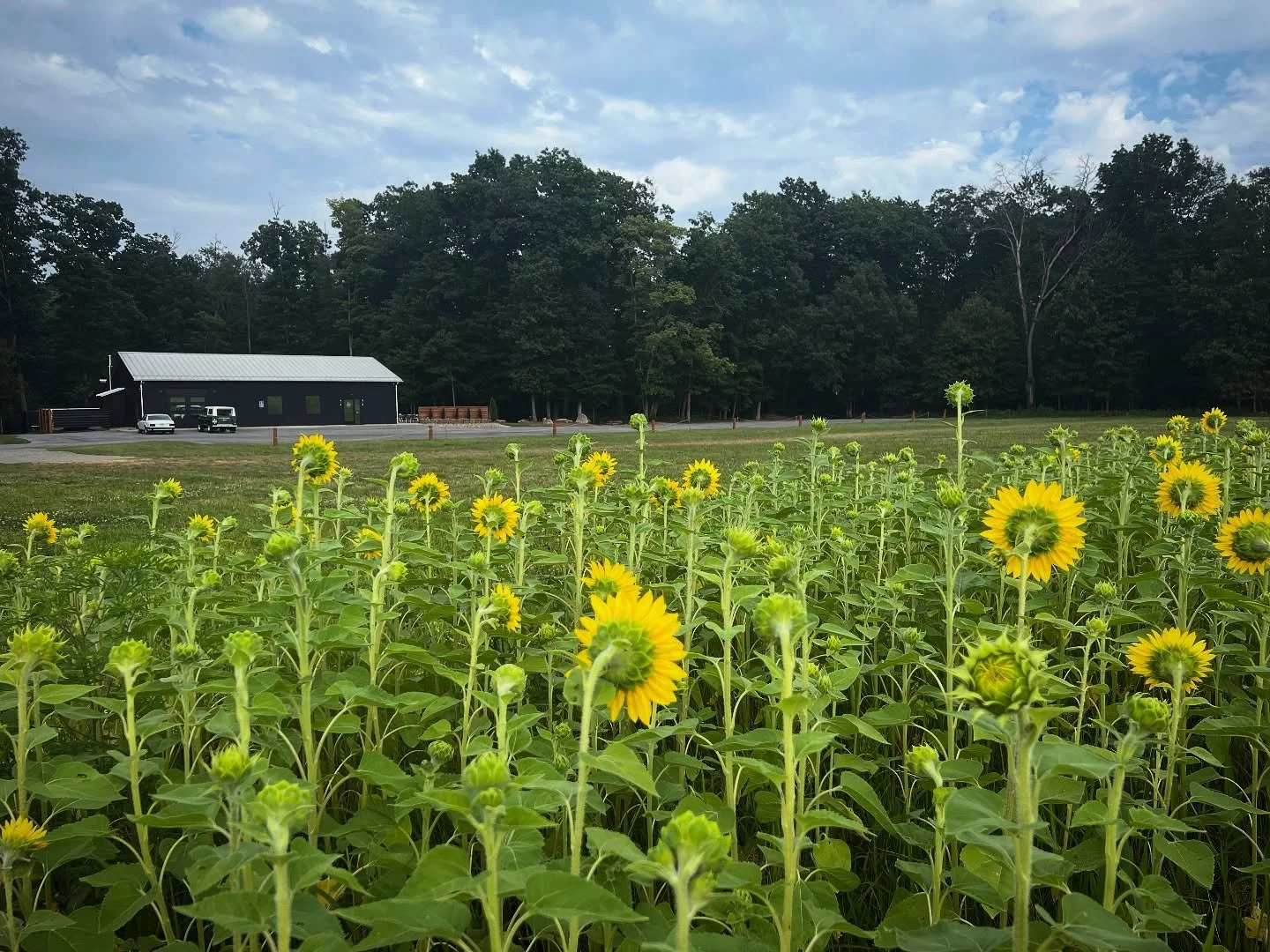 August Taproom Views 🌻🌻🌻&thinsp;
&thinsp;
#SoManySunflowers #SunflowerField&thinsp;
#PACraftBeer #PAWilds #PAMade #HandCraftedBeer #SupportYourLocalBrewery #DrinkLocal #BeerTastesBetterInTheWilds &trade;️ #LostInTheWildsBrewing