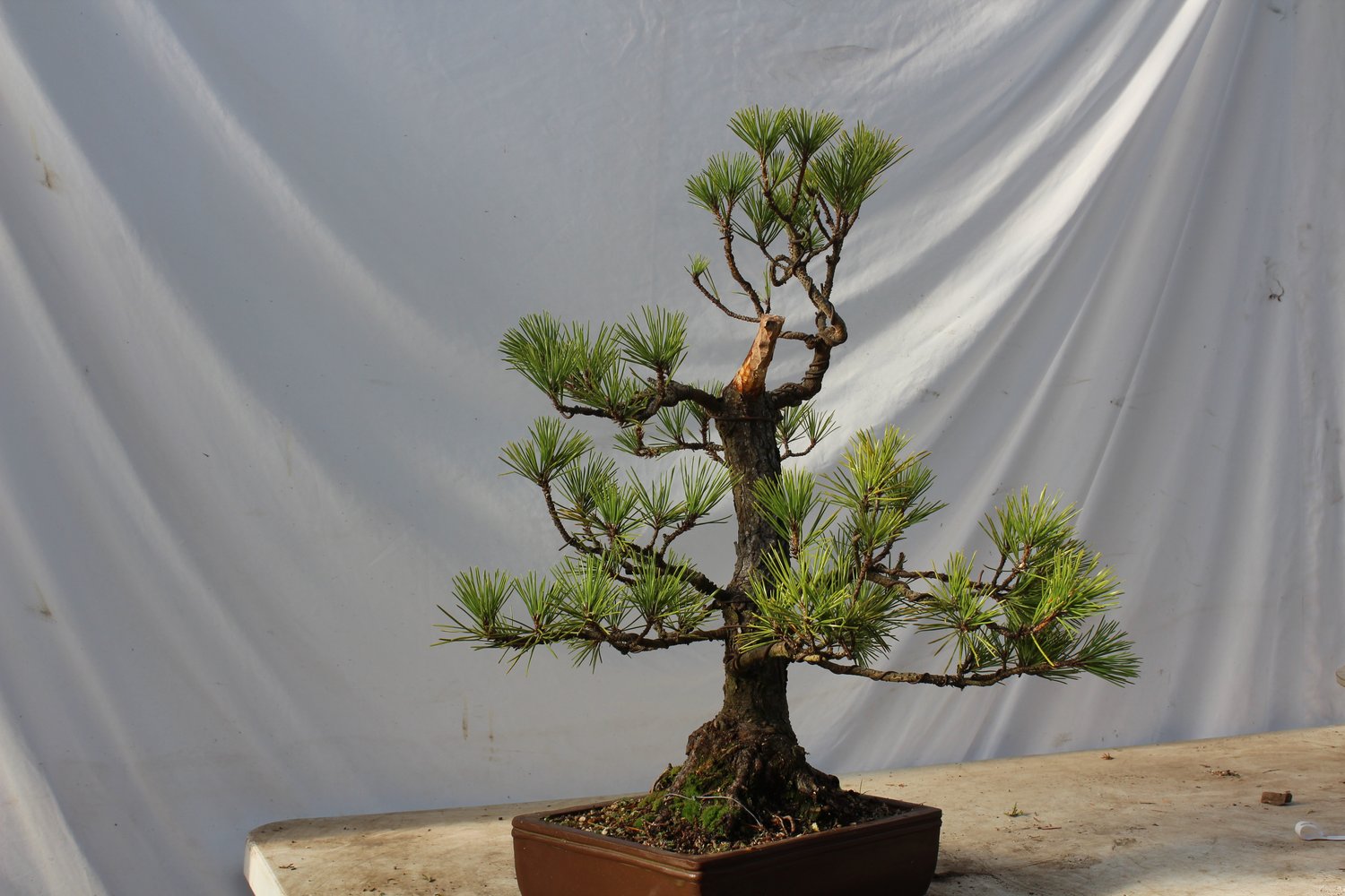 Bonsai — Driftwood Bonsai Bonsai — Driftwood Bonsai
