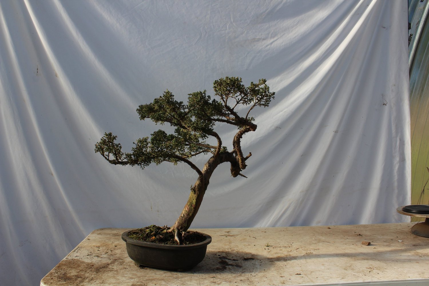 Bonsai Shimpaku Juniper "fudo" #106  Driftwood Bonsai