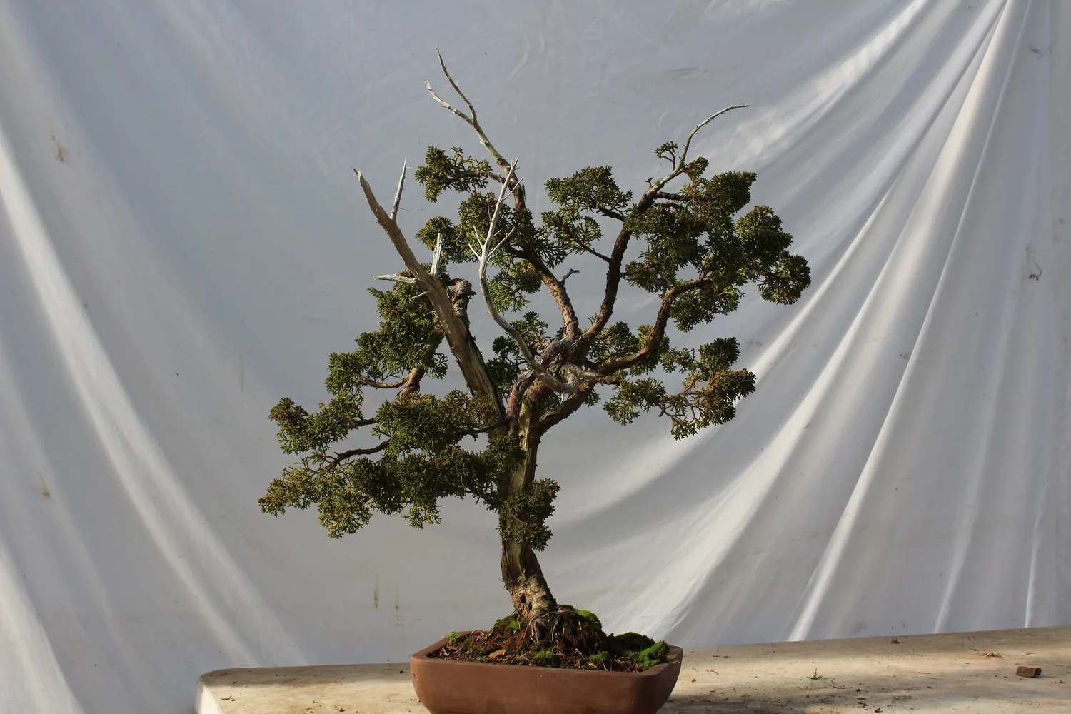 OLD MOUNTAIN TRADMAN'S BONSAI カケモノ 2fc1029756c50ed8ae4047ab8ad41e