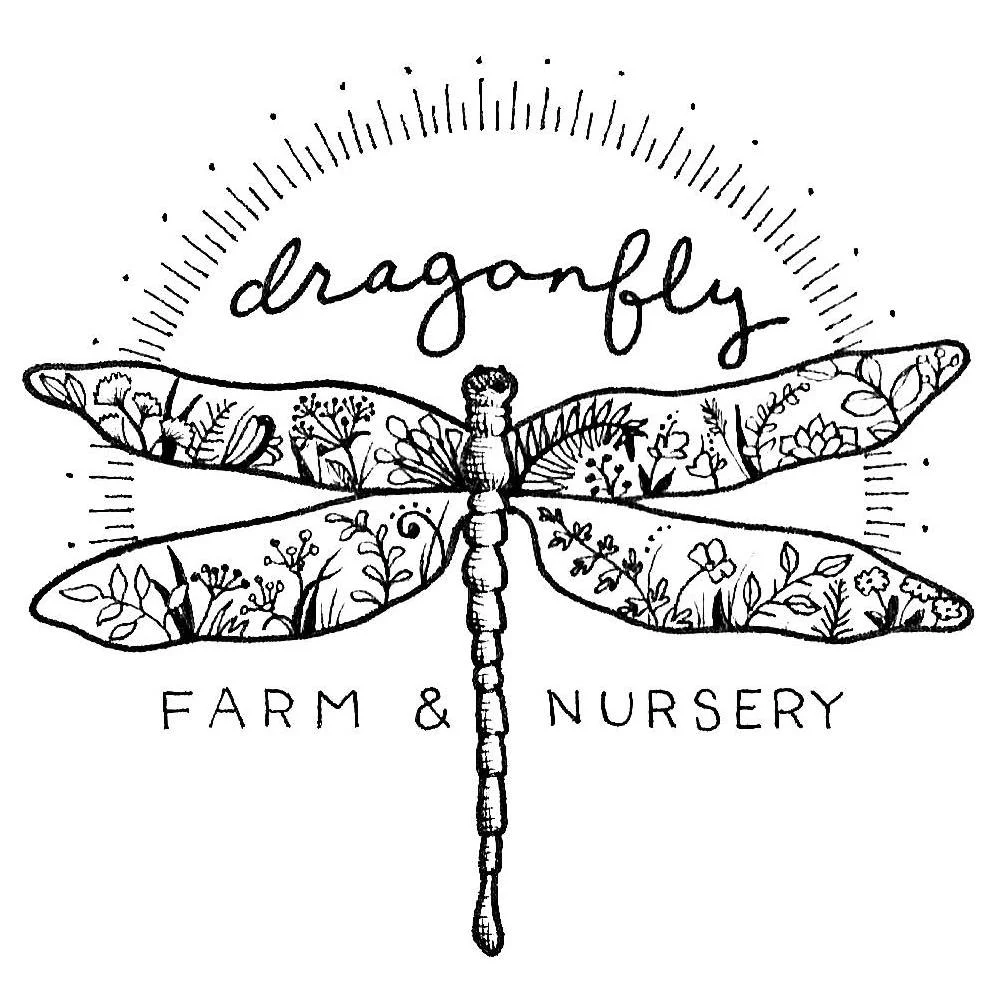 dragonfly.jpg