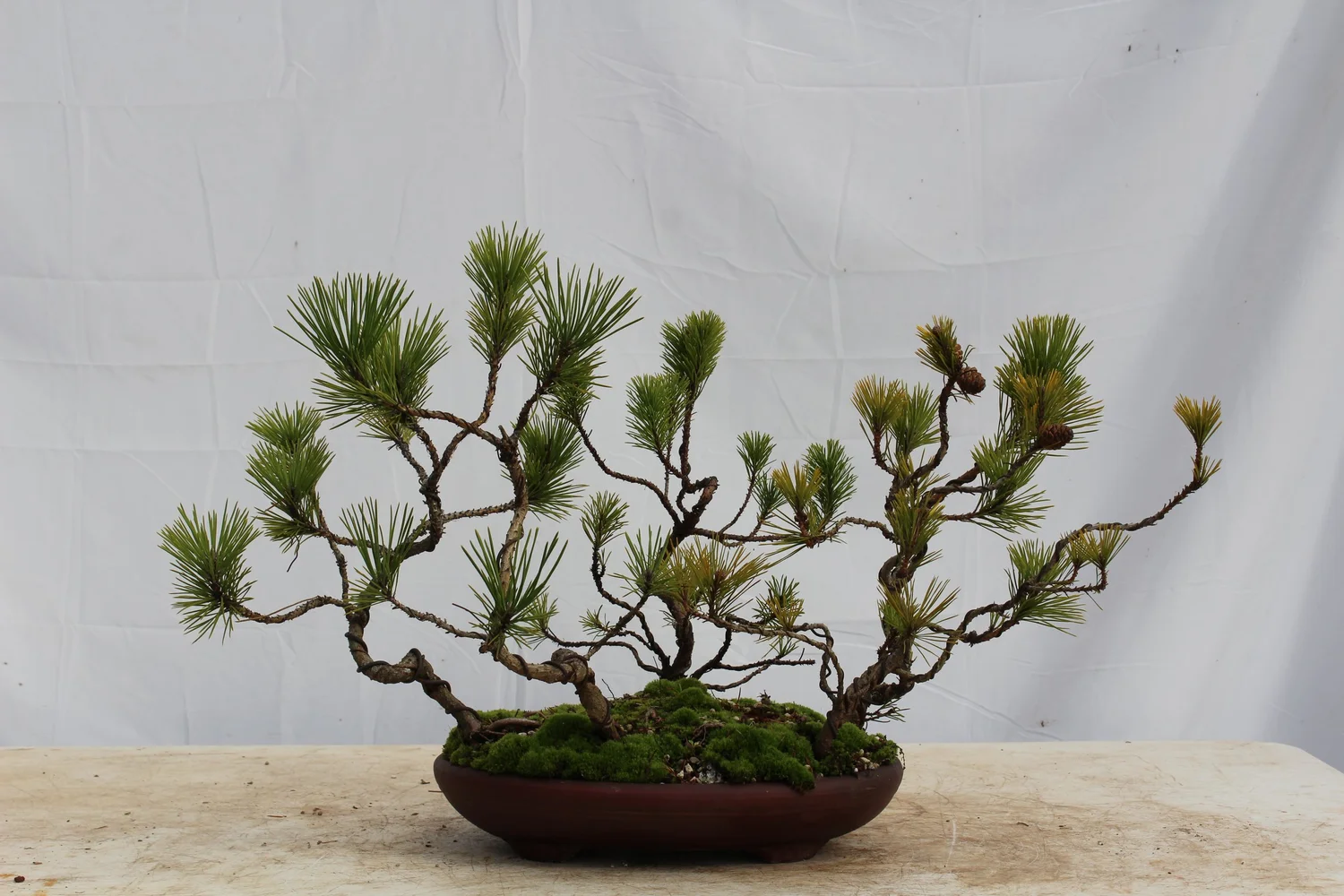 Bonsai — Driftwood Bonsai